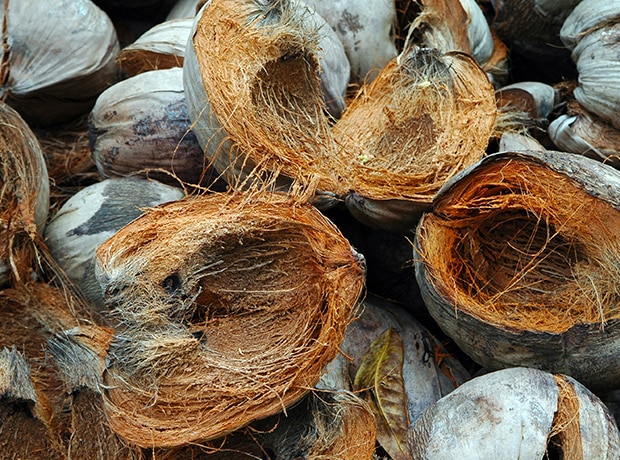 Coco grandes capacités