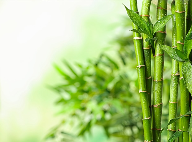 Découvrez la nouvelle citerne Bambou